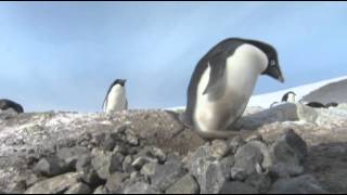 Pingüinos criminales  Frozen Planet  Discovery Latinoamérica [upl. by Aicatan285]