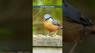 The Nuthatchs Simple Whistling Song  Bird Sounds shorts [upl. by Kandy713]