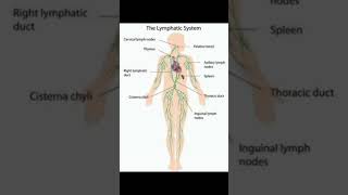 The Lymphatic System Anatomy  humananatomy 🔥🔥 [upl. by Akemhs155]