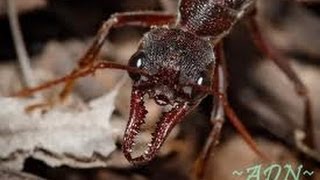 Des fourmis tueuses documentaire complet en francais YouTube 2 [upl. by Nesyaj887]