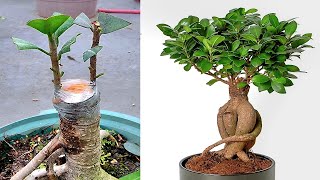 How To Grow Ficus Plant [upl. by Garvin]