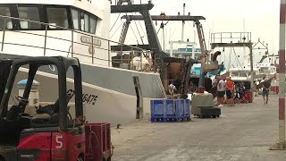 Agde  poissons pêcheurs visite guidée de la criée [upl. by Halian81]