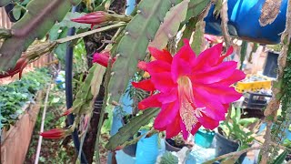 meu cacto orquídea nome Epiphyllum oxypetalum [upl. by Lani]