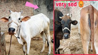 Jungle wali Cow Aur Lal wali Mata se hue Ham sed 😡  कभी सफलता नहीं मिली।  vlog cow dailyvlog [upl. by Sibella]