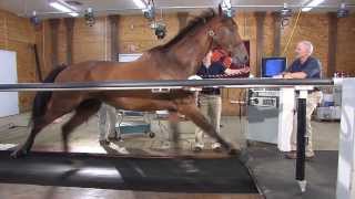 Horse on a treadmill Maryland Game  Virginia Tech [upl. by Dnar237]