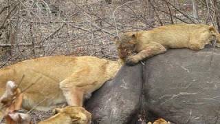 Londolozi  Lions Feeding on Rhino 2 [upl. by Nivat]