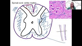 1112 spinal cross section white matter [upl. by Wack496]