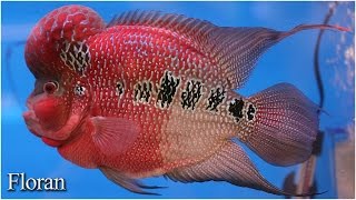 Flowerhorn cichlid variety [upl. by Tai426]