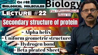 Secondary Structure of Protein  Alpha helix  beta pleated sheet Biology class 11 Ch 02 UrduHindi [upl. by Chantal]