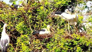 Eggciting Times The Story of a Birds Nest and Its Inhabitant  BirdsLifeCycle [upl. by Carrelli]