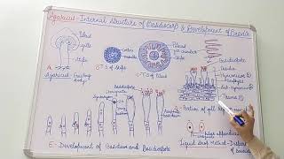 Agaricus Internal Structure of Basidiocarp and development of Basidium [upl. by Madel]