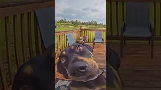 Dogs At Doorbell Cameras Compilation 😂❤️ funny cute dog pets animals [upl. by Wright]