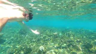 Snorkeling Ocho Rios Jamaica [upl. by Soisatsana]