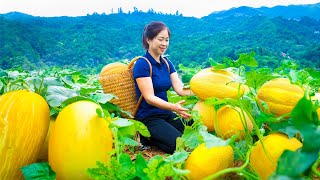 Harvest golden honeydew melon amp Goes To Market Sell  Harvesting And Cooking  Lý Song Ca [upl. by Atel]