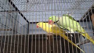 Alexandrine and yellow ringneck Parakeets birds alexandrianparrot parrotparrot feed parrot [upl. by Arick259]