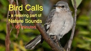 Bird Calls of Nature Sounds [upl. by Launce636]