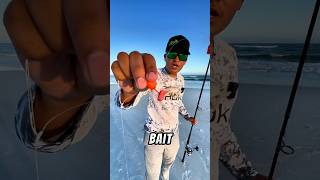 Using The BEST Bait at The Beach for Delicious Fish🍽️🎣 fishing bait sandflea [upl. by Garrity]