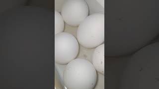 eggs and shortsfeed shortvideo shorts shortsviral [upl. by Houser963]