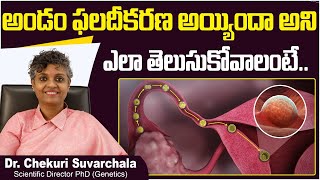 అండం ఫలదీకరణ  How Do You Know If An Egg is Fertilized  Dr Chekuri Suvarchala  Ziva Fertility [upl. by Eelymmij]