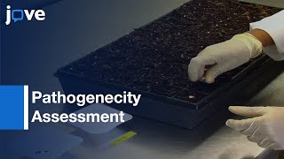 Pathogenecity Assessment on Maiz and Teosinte Lines  Protocol Preview [upl. by Emmalynne456]