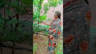 amma avanka veetu thottam suthi kamichankaammaveeduthottam veetuthottamspecialgreenvibesvlog [upl. by Aidole]