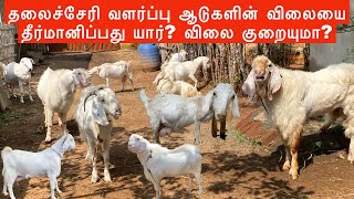 Tellicherry Breeding Farm  Tellicherry Breeder in Tamilnadu  Tellicherry Breeder [upl. by Madonia963]