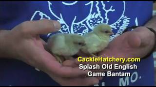 Splash Old English Game Bantam Chicken Breed [upl. by Symons]