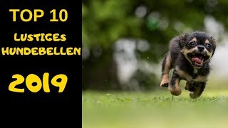 TOP 10 Hunde bellen videos compilation 2019 ♥ Lustiges Hundebellen [upl. by Jard]