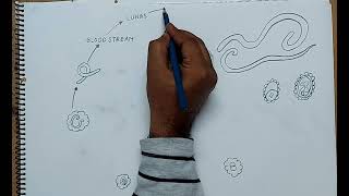 how to draw life cycle of Ascaris lumbricoides [upl. by Tripp]