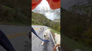 I guess I run with goats now 🐐 funnyanimals running babygoats hobbyfarm [upl. by Shepherd290]