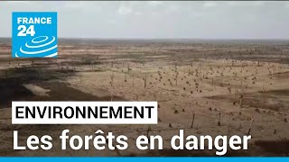 Environnement  la déforestation saccélère dans le monde • FRANCE 24 [upl. by Liag]