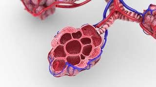 The Role of Type 2 Inflammation in COPD and Potential Clinical Implications of Targeted Treatment [upl. by Warfield]