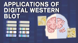 Revolutionizing Protein Analysis Digital Western Blot Applications amp Simple Western™ System [upl. by Oralia766]