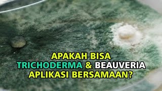 Apa Bisa Trichoderma Dan Beauveria Aplikasi Bersamaan [upl. by Niuq623]