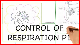 CONTROL OF RESPIRATION PART 1 PHYSIOLOGY SERIES [upl. by Nayrbo484]