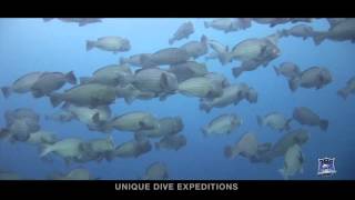 BUMPHEAD PARROTFISH SPAWNING Bolbometepon muricatum [upl. by Slin459]