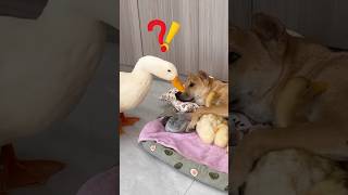 Ducks suspect that dogs steal ducklings （Click to watch the full video） [upl. by Cob]