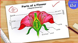 How To Draw Parts of Flower Diagram CBSE  Labelled Longitudinal Section Of Flower  easy [upl. by Whiney]