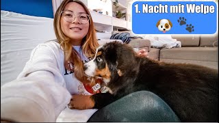 1 Nacht mit neuem Welpe zuhause 🐶 Schnell stubenrein Welpe zieht ein Realität VLOG  Mamiseelen [upl. by Jaquelin7]