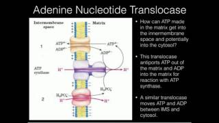 The Adenine Nucleotide Transporter [upl. by Stella859]