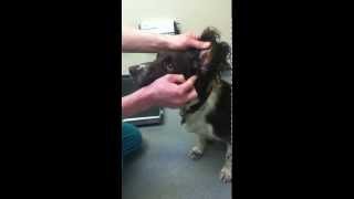 387 Vets  How to give a dog ear drops [upl. by Ruthie913]