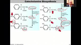 Lec8 Adrenal Hormones Slides127142 Tri [upl. by Nodarse]