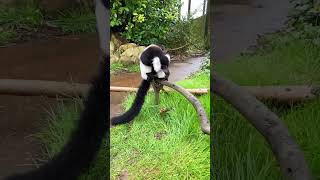 Black and white ruffed lemur  Chester Zoo shorts [upl. by Marianne]