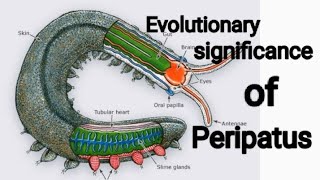 Notes  Evolutionary significance of Peripatus [upl. by Irene]