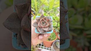 Echeveria purpusorum Succulent care tips 💚❤️ succulentcare succulent succulentpropagation [upl. by Hubey]