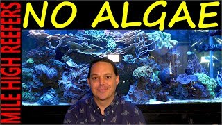 Algae how to control stop and prevent it in your reef tank [upl. by Dupuy800]