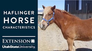 Haflinger Horse Characteristics [upl. by Ranee902]