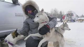 Sled dog Musher Documentary [upl. by Anoval]