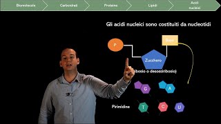 Le Biomolecole i Lipidi e gli Acidi Nucleici [upl. by Ruiz318]