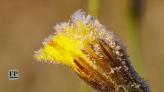 Frostiger Spätsommer in Kühnhaide [upl. by Garibold]